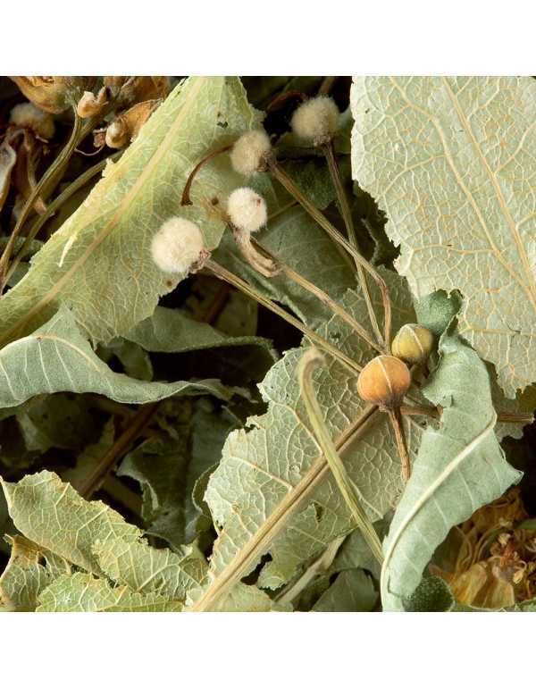 Tisana Tilleul 100 gr