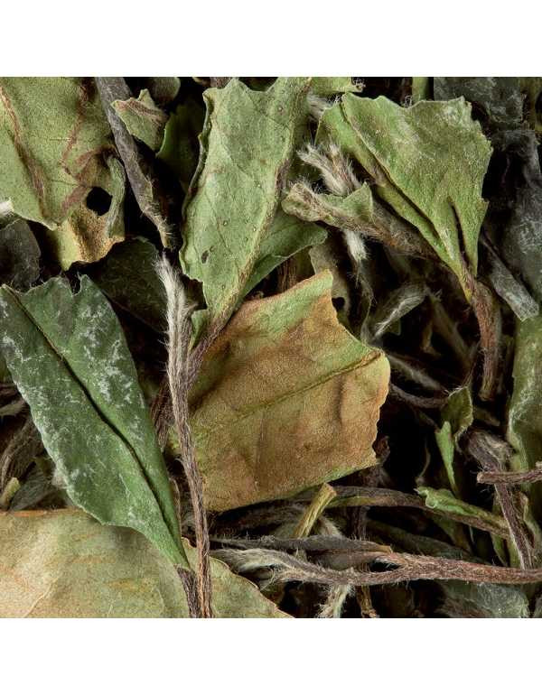 Tè Bianco Pai Mu Tan 100 gr
